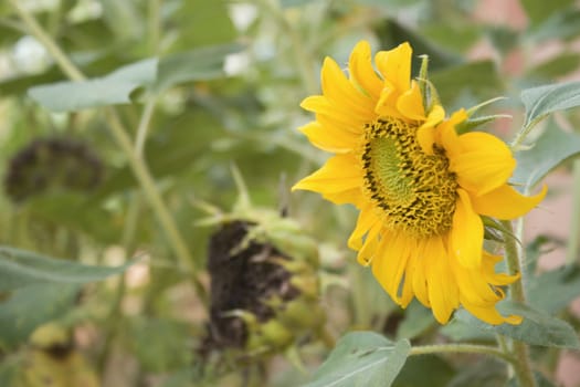 Sunflower found in a garden.