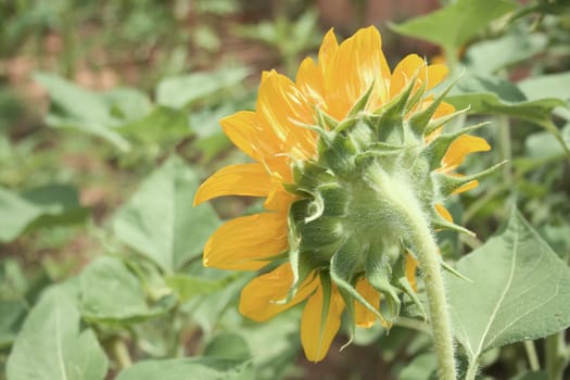 Back view of A sunflower in garden.