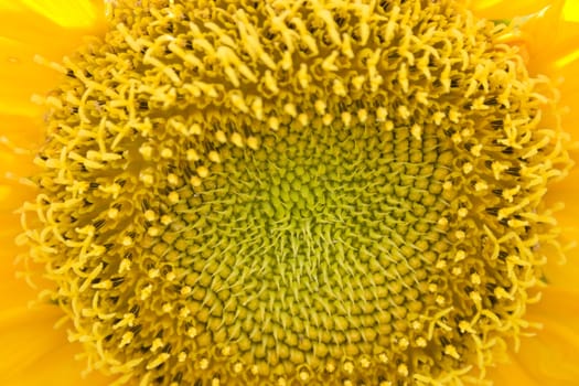 Close-up of a sunflower under bright sun light. 