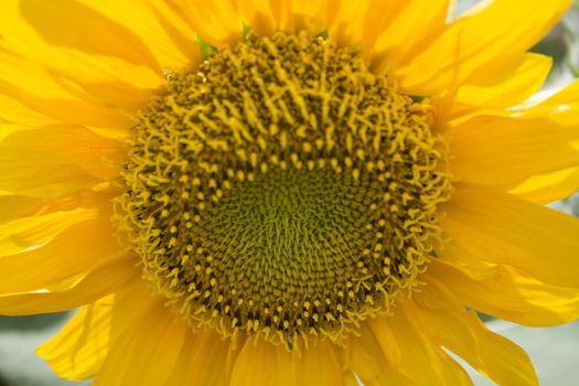 Close-up of a sunflower under bright sun light. 