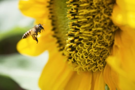 A sunflower and a bee found in a garden.