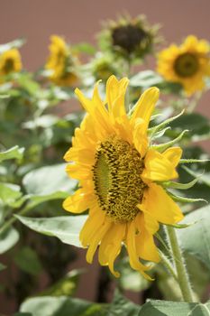 Sunflower found in a garden.