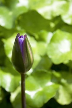 A new born Purple Water Lily found in garden.