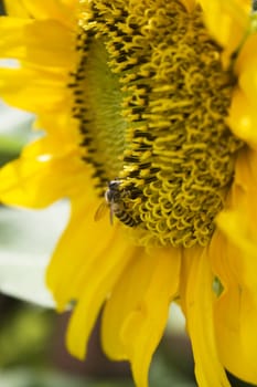 A sunflower and a bee found in a garden.