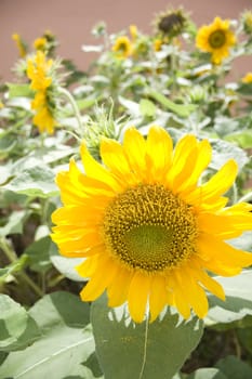 Sunflower found in a garden.