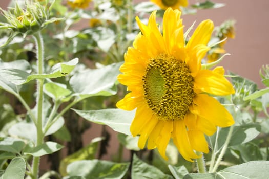 Sunflower found in a garden.