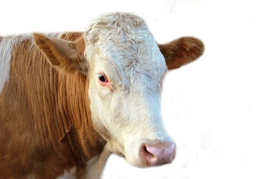 Cow isolated over white background