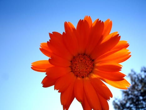 Nice orange flower