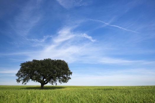 lonely tree in spring landscape with green grass and blue sky