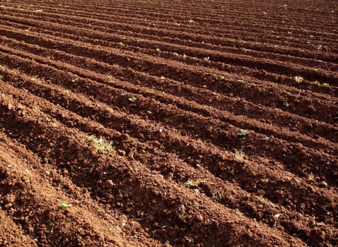 Agricultural field