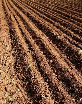 Big agricultural field