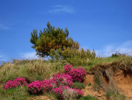 Pine tree on a small hill