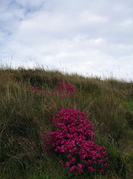 Pink flowers over the small hill 