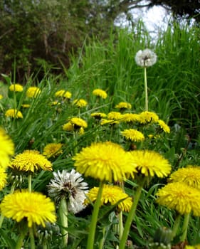 yelow flowers