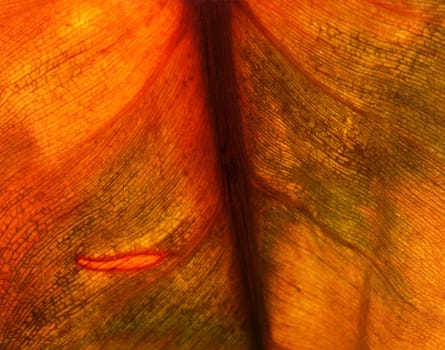 Grungy leaf close up