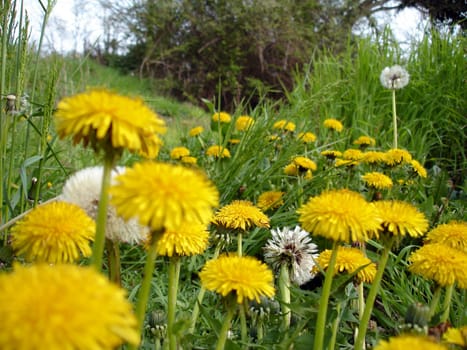 Dandelions in the nature