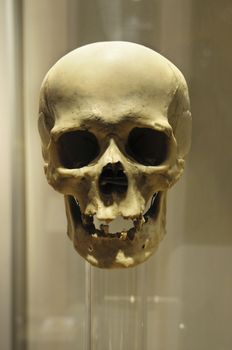 human skull in a showcase
