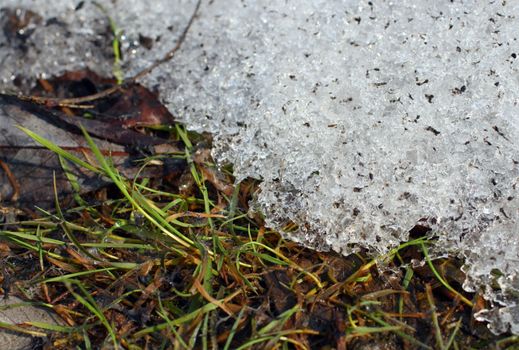 first spring green grass under melt snow