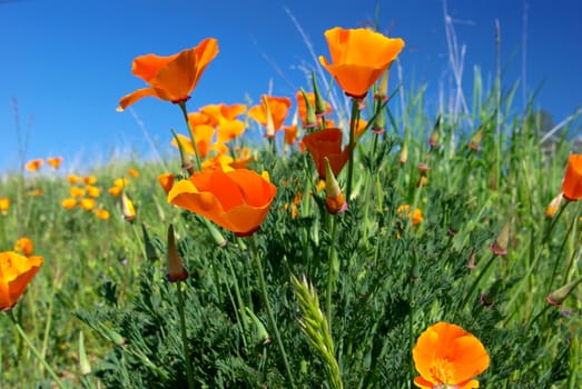 California poppies against a blue spring sky with green foliage