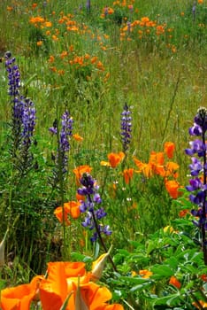 Orange California poppies and blue Lupin flowers in a green field.