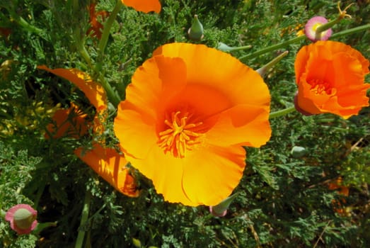 Looking down into the flower of an orange california poppy.