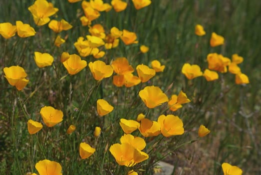 California poppies in a field of green grass.