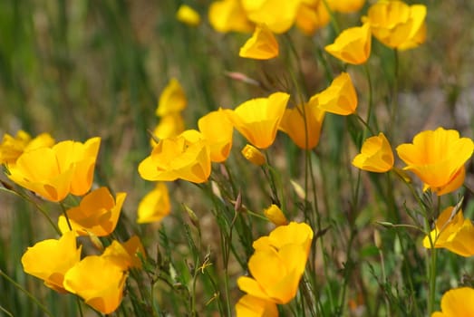 California poppies in a field of green grass
