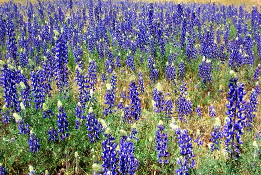 Blue Lupin flower stalks in a field.