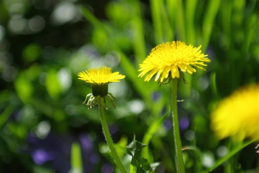 Two yellow dandelions in different stages of blooming.