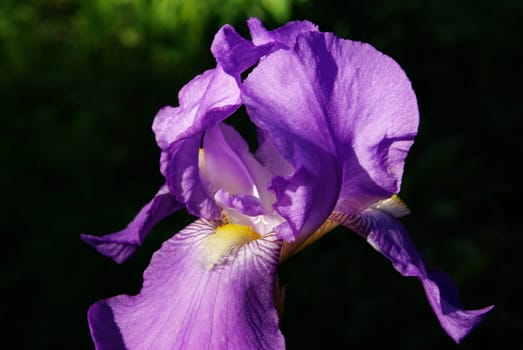 A closeup of a purple Iris flower