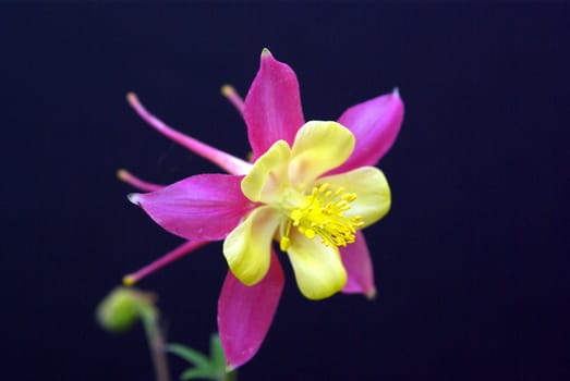 A pink Columbine flower on a black background