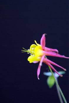 A pink Columbine flower on a black background