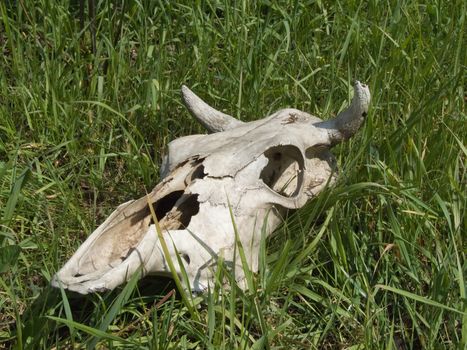 Skulls of large horned livestock on a grass 