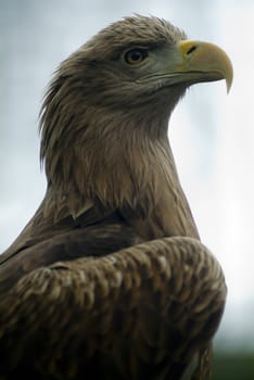 eagle