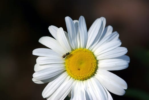 A small Bee gathering pollen on a large Daisy