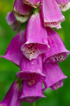 Purple Foxglove flowers with water droplets