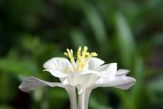 Closeup view of a white columnbine flower.