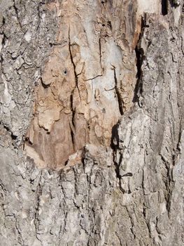 old willow bark