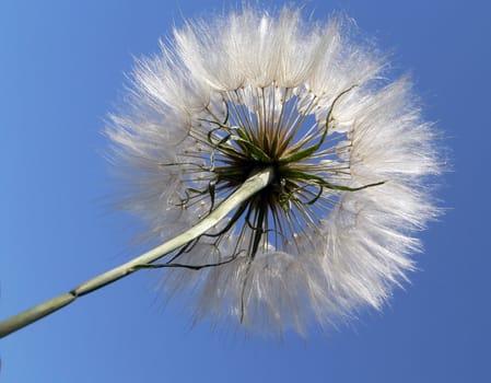 Fluffy dandelion on blue sky background