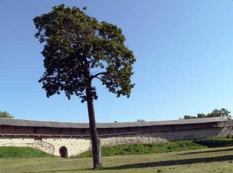 Single tree in conventual courtyard