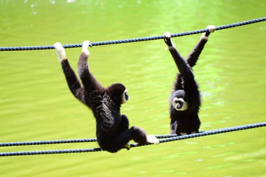 White Handed Gibbon, Hylobates Lar, Climbing On a Rope.