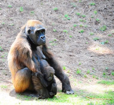 Despondent Loving Female Gorilla With a Young Offspring.