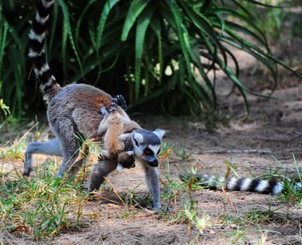 Ring Tailed Lemur, Lemur Catta, And Her Baby.