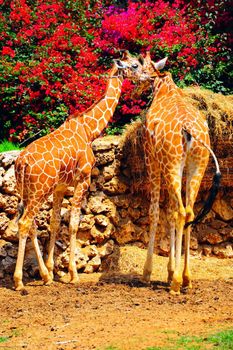 Two Reticulated Giraffes, Girafa Camelopardalis Reticulata, Against Perianth Background
