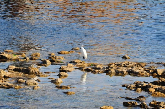 Egret Resting On Stony Bank Of Mediterranean Sea