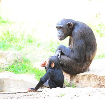 Despondent Loving Female Gorilla With a Young Offspring