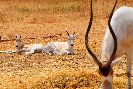 Addax Live In Herds Of About Twenty Individuals.