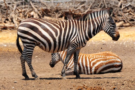 Zebra, Each Animal Has An Individual Striping Pattern.
