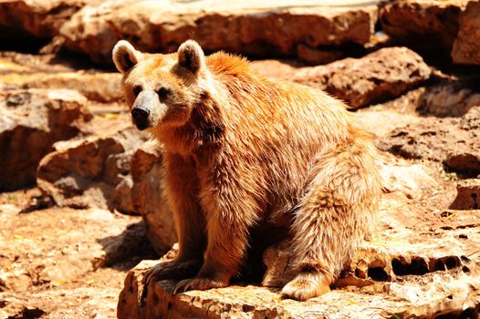 Syrian Bear Sitting On The Stone After Bathing.
