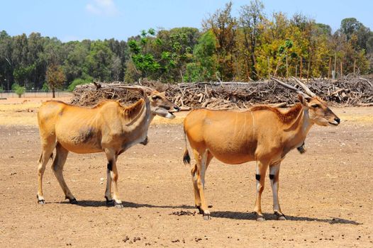 Eland, Taurotragus oryx, Is The Largest Of All Antelopes